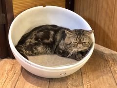 -more than meow吴止猫主题餐厅(承德 中船汇店)