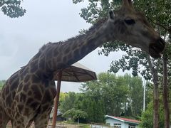 -大连森林动物园