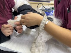 -美联众合动物医院·24h转诊中心