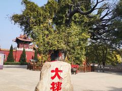 -大槐树寻根祭祖园
