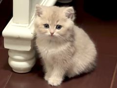 -lincat·猫舍(广州店)