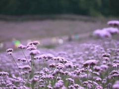 -大塘金香草谷