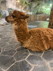 -Zoolung Zoolung动物主题公园(海信广场店)