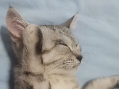 -福州肆爪动物医院