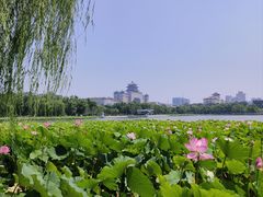 -莲花池公园