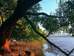 -宝安西湾红树林湿地公园