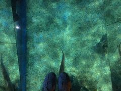 -暹罗海洋世界