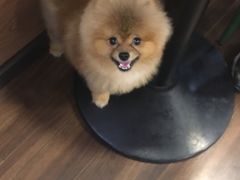 -柯斗斗主题餐厅·狗咖·围炉煮茶·茶饮(国瑞升平里店)