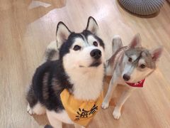 -Husky Go! 哈士奇体验馆·宠物咖啡厅狗咖