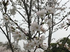 -武汉大学-樱园