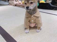 -逗柴咖啡屋·狗咖猫咖宠物桌游
