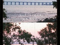-宝安西湾红树林湿地公园