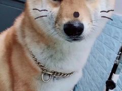 -1013 PET SHOP 宠物商店(近铁城市广场店)