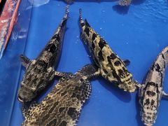 -三亚火车头万人海鲜广场