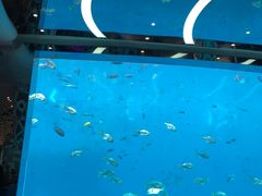 -瑞德姆美人鱼海底演艺主题餐厅(亚龙湾店)