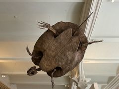 -美国自然历史博物馆