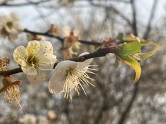 -广州市流溪河国家森林公园