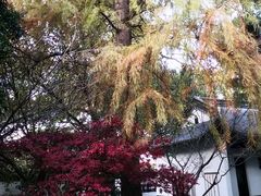 -上海佘山国家森林公园天马山园