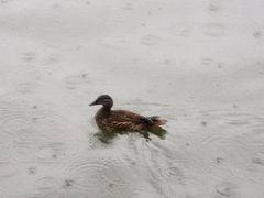 -西湖外事游船(湖滨二公园外事游船码头)