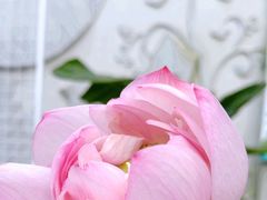 -陈家山荷花公园