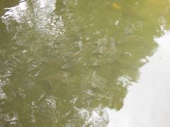 -白洋淀景区
