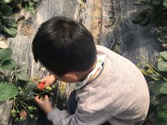 -小鱼草莓采摘园农家乐·小鱼餐厅