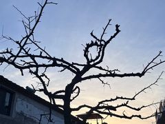 -树山生态村