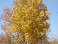 -塞罕坝国家级自然保护区