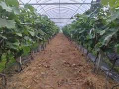 -马陆小张葡萄园农家乐