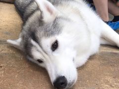 -TrueLove @ Neverland (Husky Cafe)