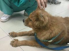 -康乐宝动物医院