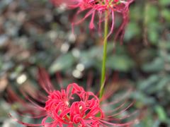 -上海佘山国家森林公园天马山园