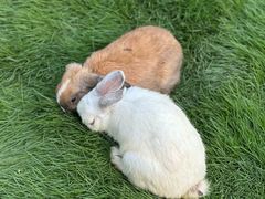 -合肥滨湖国家森林公园