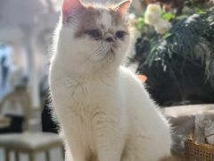 -共舞时光猫咖·狗咖(新街口店)