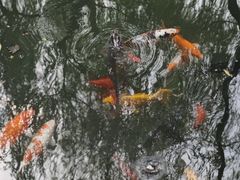 -趵突泉景区