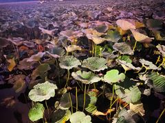 -长春市南湖公园