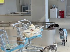 -怪兽屋·羊驼·猫咖·狗咖(俊华广场店)