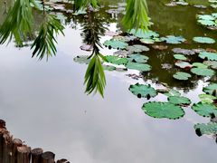 -映月湖公园