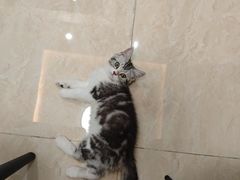 -lincat·猫舍(广州店)