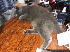 -猫咪咖啡·猫咖(万达广场店)