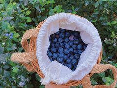 -金谷域澳洲庄园