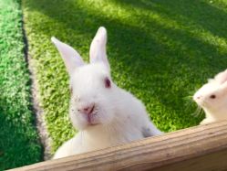 -萌宠亲子动物乐园(槐房万达店)