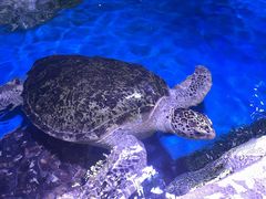 -石家庄极地海洋世界