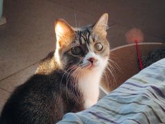 -瑞派动物医院·绝育·犬猫全科·预防医学(光景江南中店)