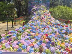 -上海共青森林公园