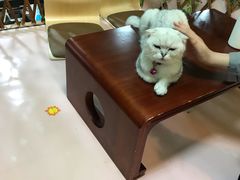 -李小姐の猫咖啡馆(五角场店)