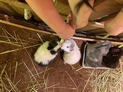 -藦茜花园宠物主题亲子互动体验馆(国顺东路店)