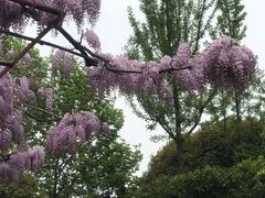 -嘉定紫藤园