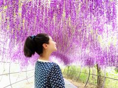 -大塘金香草谷