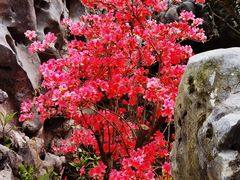 -上海鲜花港
